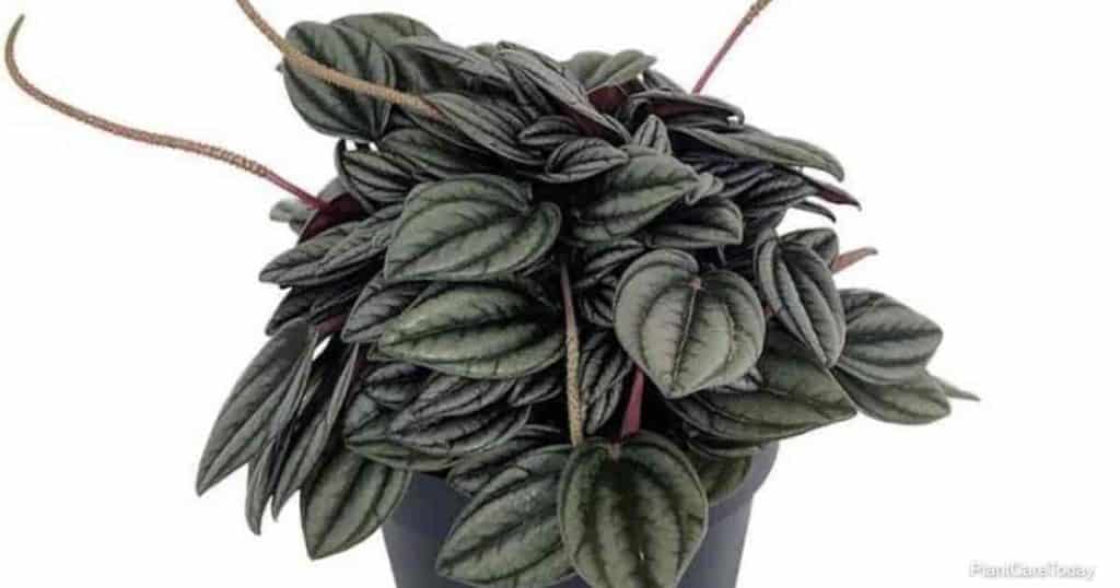 Potted Peperomia Napoli Nights