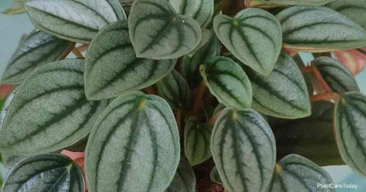 Attractive foliage of Peperomia Moonlight