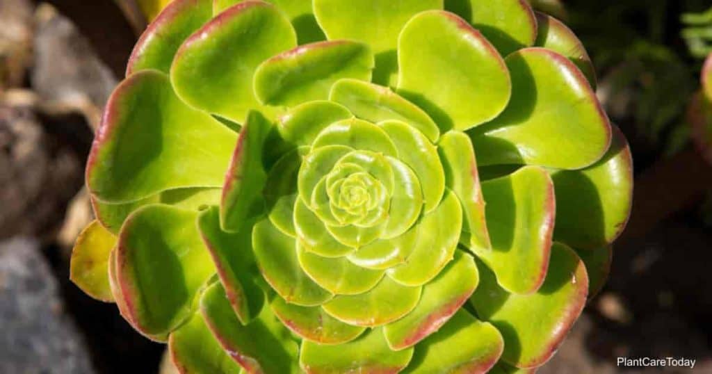 Aeonium Canariense Care: Growing The Giant Velvet Rose