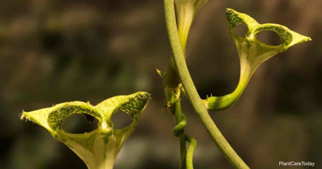 Ceropegia sandersonii também conhecido como o pára-Quedas planta