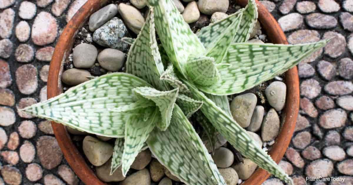 Potted Aloe Delatoideodonta
