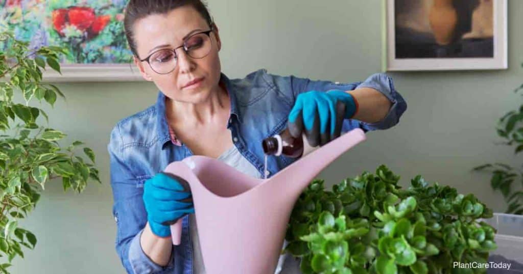 Woman mixing hydrogen peroxide into watering can with water