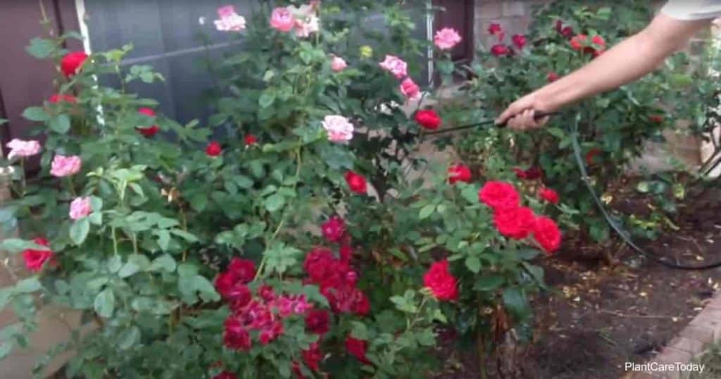 Spraying neem oil on roses