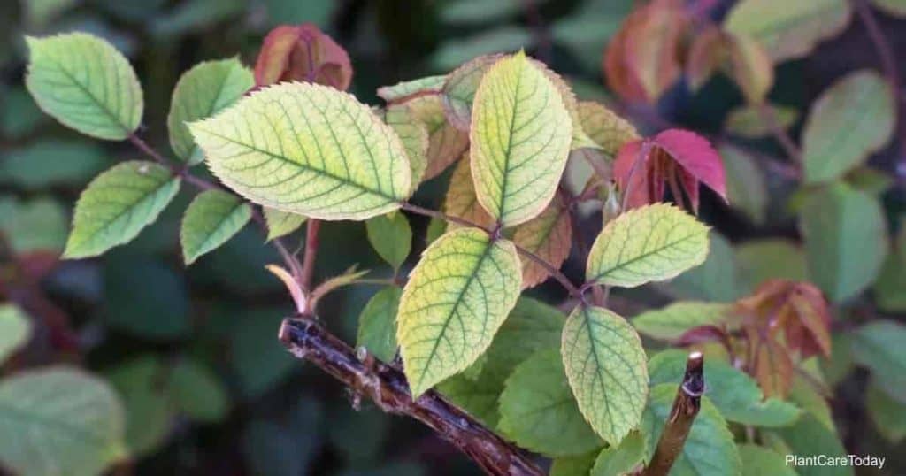 leaves turning yellow on rose bush