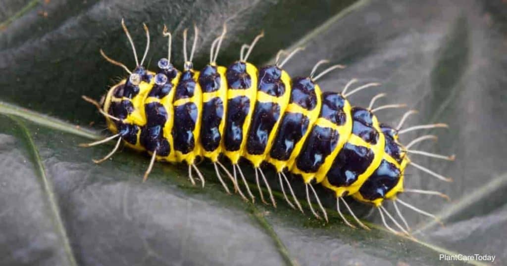 Caterpillars on leaves