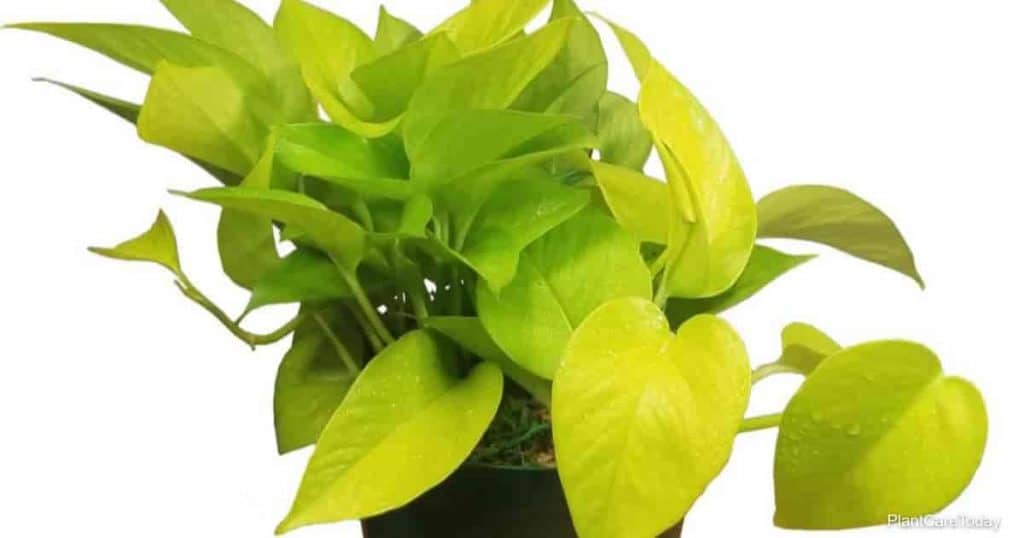 鉢植えのテーブルトップネオンpothos