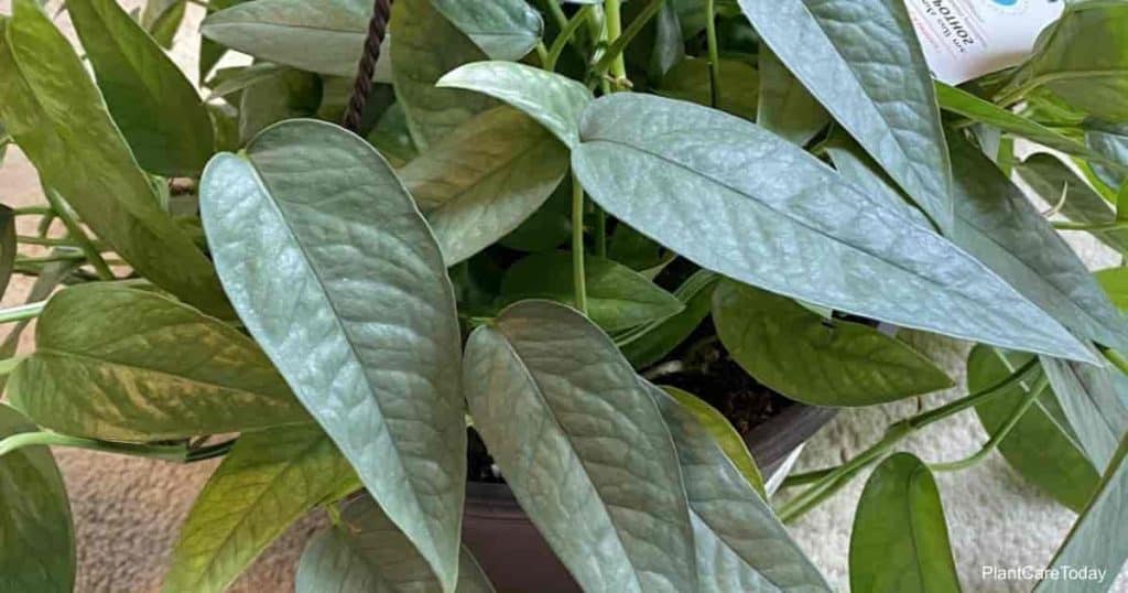 Large Cebu Blue Pothos