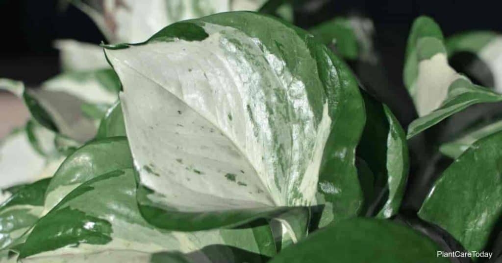 Manjula Pothos leaves up close 