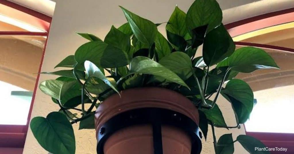 All green Jade Pothos in a hanging pot