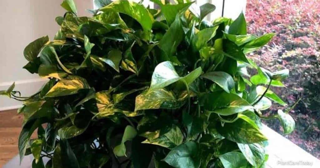 8 Proven Tips for a Fuller, Bushier Pothos of Your Dreams