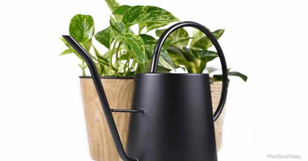 Black retro style watering can in front of pothos houseplant