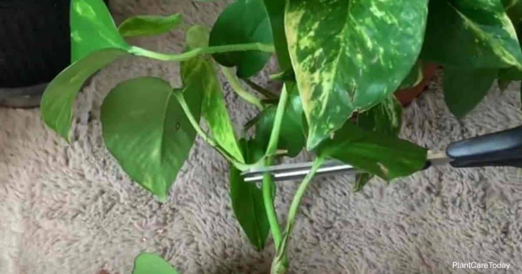 Pruning the vines of a pothos plant