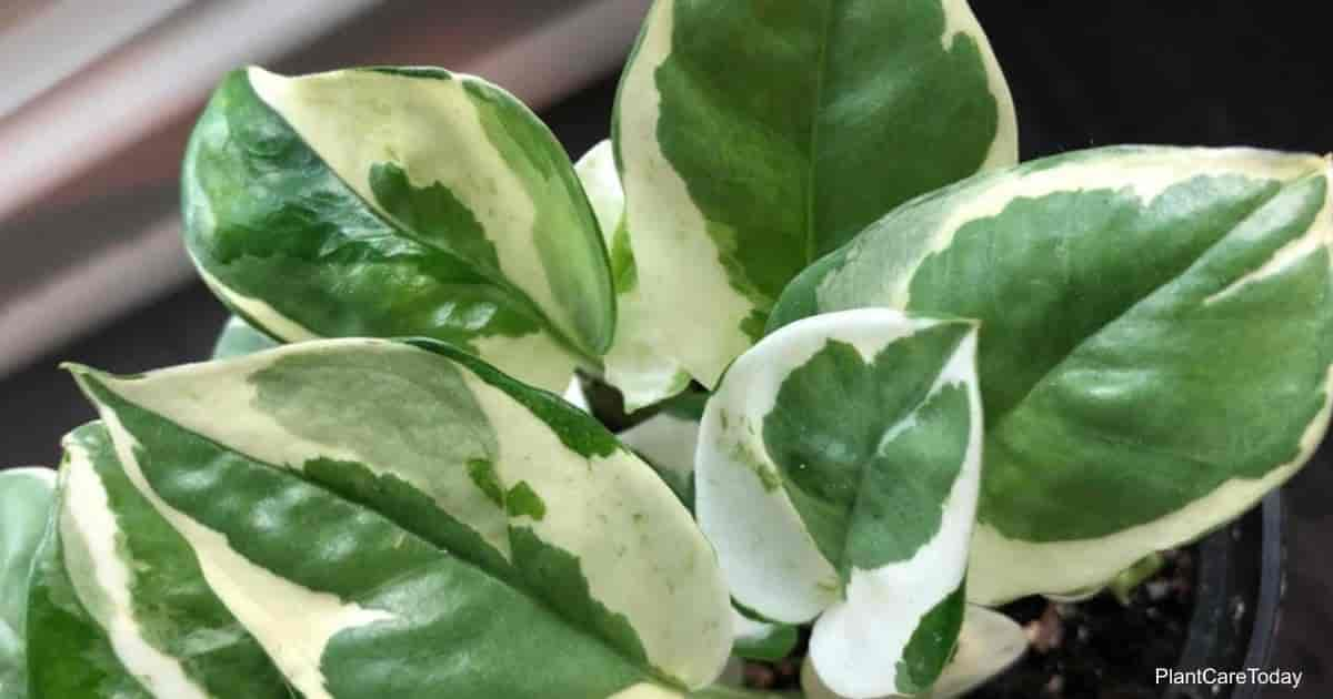 POTHOS EPIPREMNUM N-JOY - GardenStuff