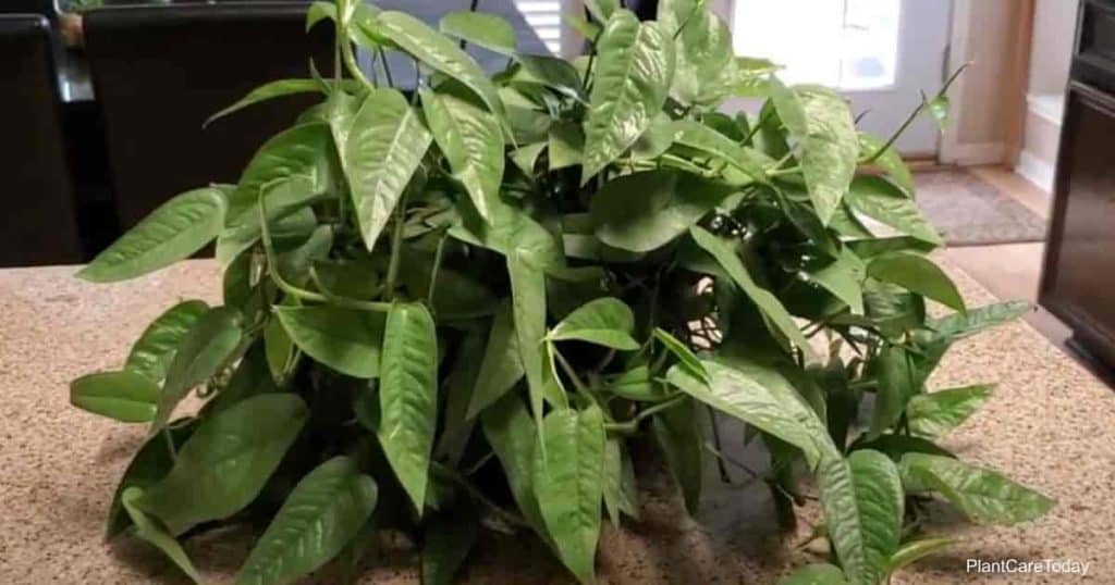 Hanging Basket of Cebu Blue Pothos