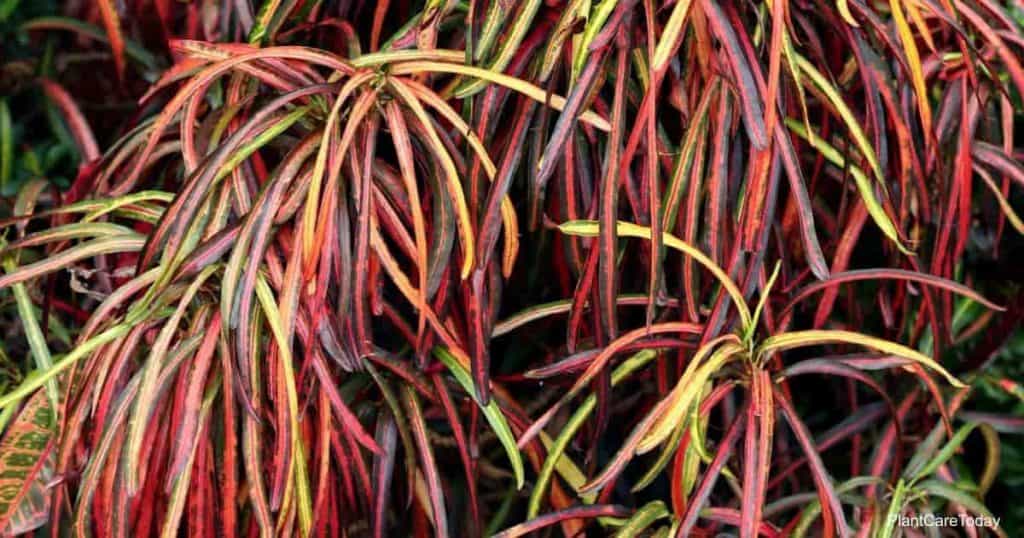 Thin, colorful ribbon-like leaves of Croton Zanzibar plant