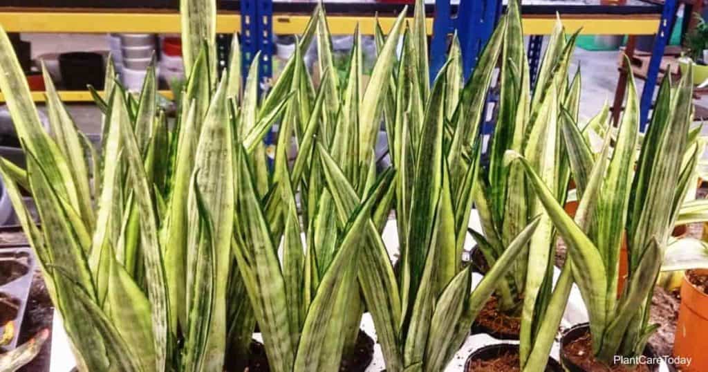 Potted plants of the upright growing Sansevieria Bantel's Sensation