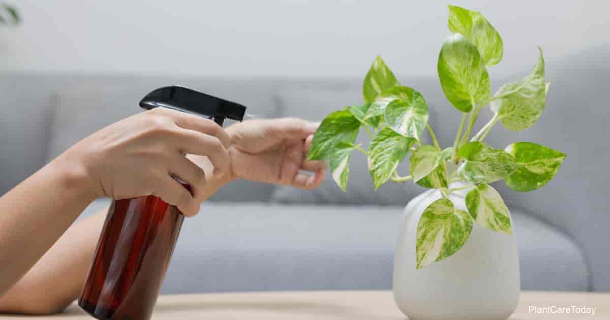 Golden Pothos plant being spraying for mealybugs