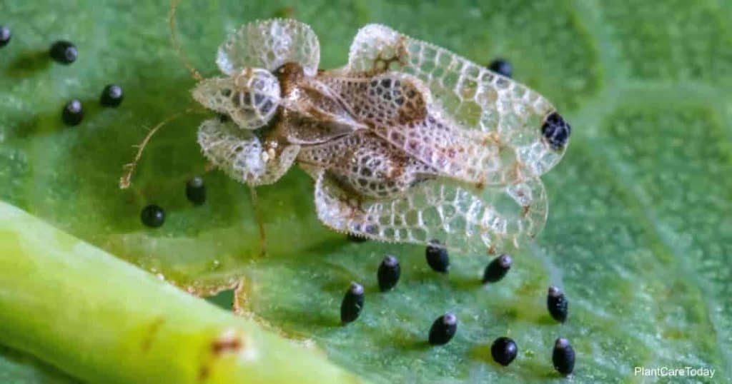 lace bug feeding on leaf