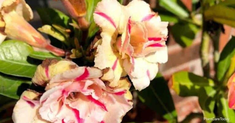 Tips On Controlling Adenium Desert Rose Pests And Diseases