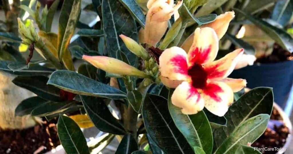 Pudrición de la raíz de la rosa del desierto: salvar a Adenium del enraizamiento