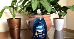 How To Get Rid Of Gnats With Dawn Dish Soap