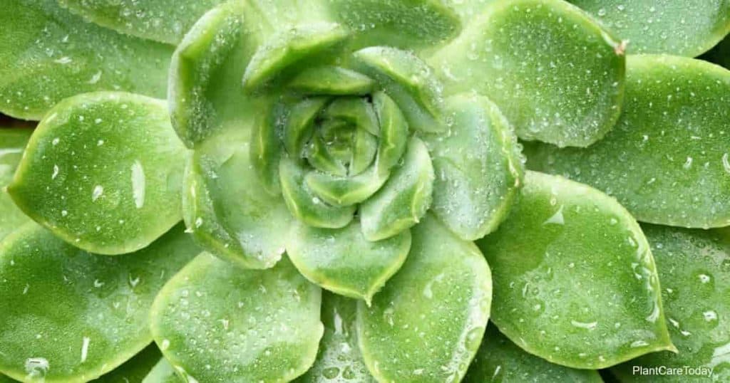 Close-up succulent green prince Echeveria plant with water drops