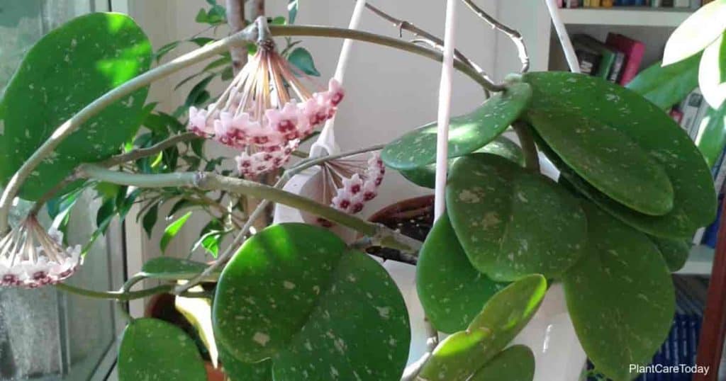 Flowering Hoya obovata sitting near a window