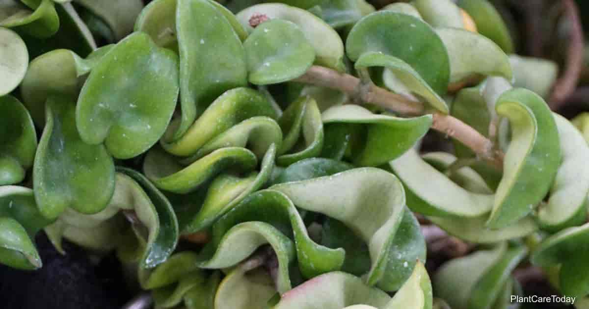 hoya krimson queen