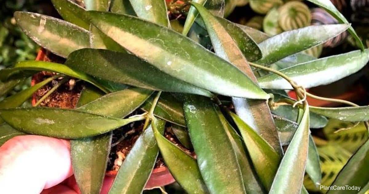 Foliage of Hoya Kentiana plants
