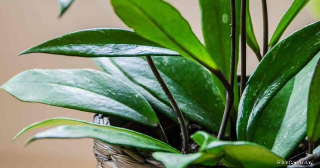 The climbing Hoya pubicalyx