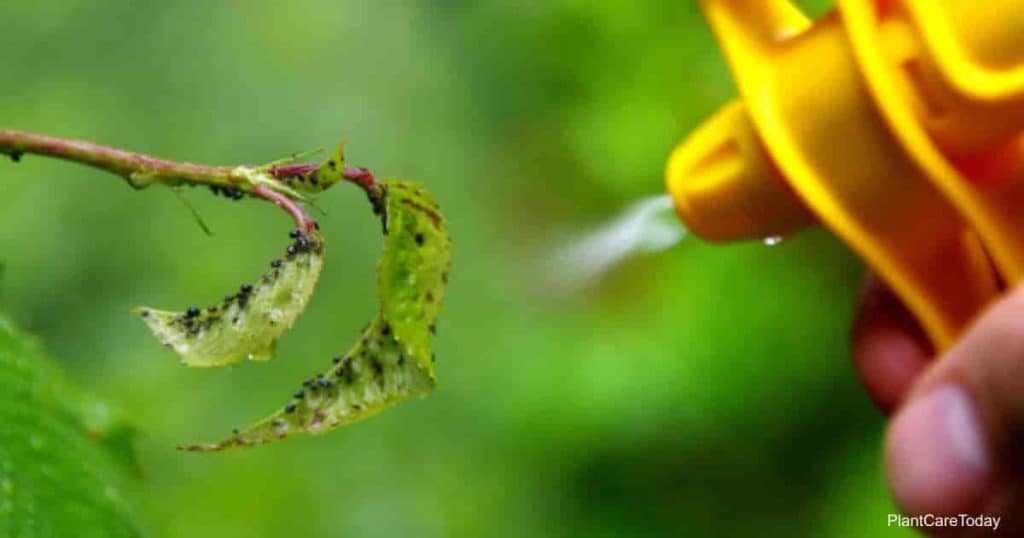 A garlic spray on aphids can provide natural, organic control in the home garden. 