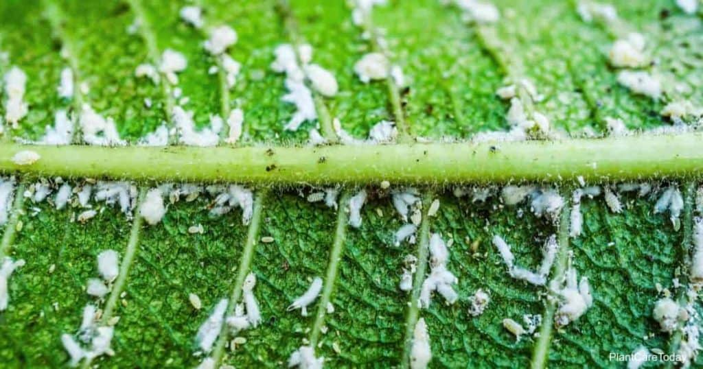 White aphids close up on leaves