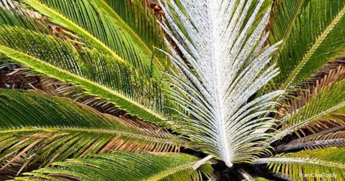 Garden Q&A: White spots on sago palm are scale insects -- and they can kill  the plant