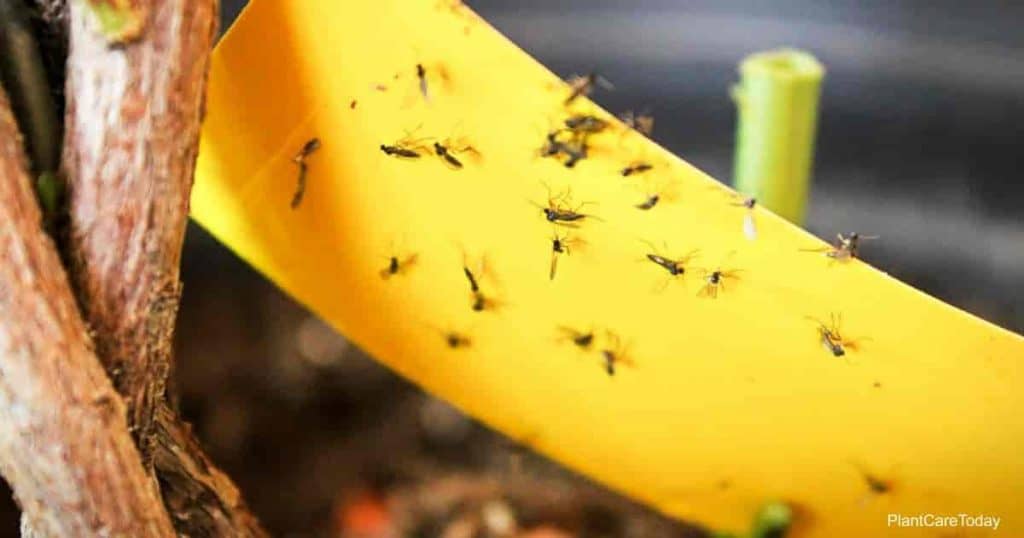 How To Get Plant Flies in Potted Plants