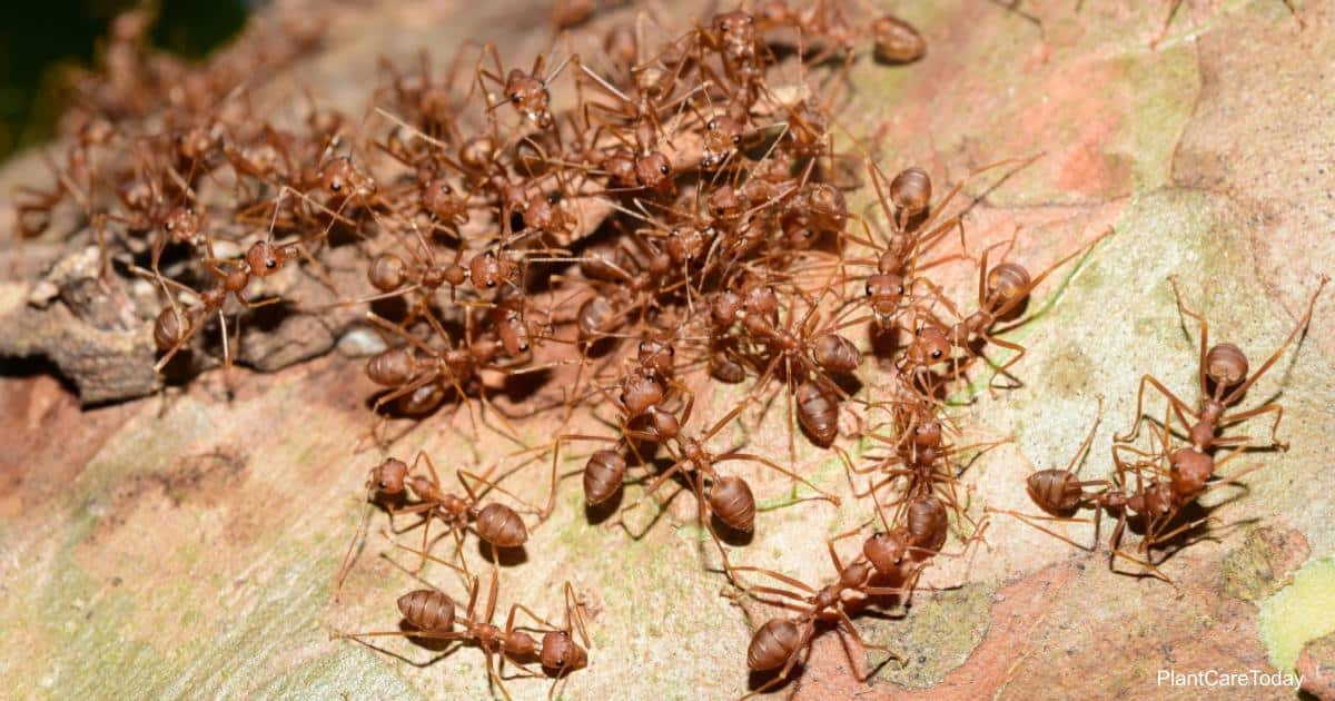 Will Diatomaceous Earth Kill Ants? How To Apply DE On Ants