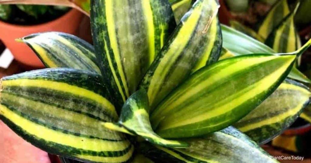 Sansevieria Golden Hahnii up close