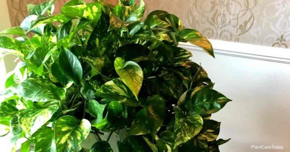 Pothos Fertilizer: How To Choose The Best Fertilizer For Pothos