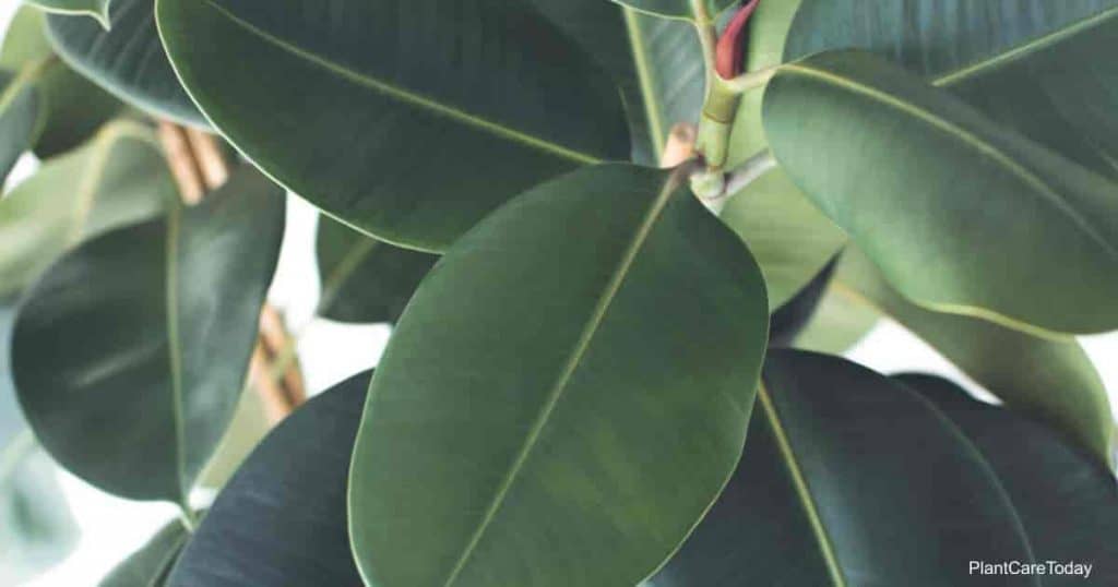 Green, leathery leaves of Ficus Elastica