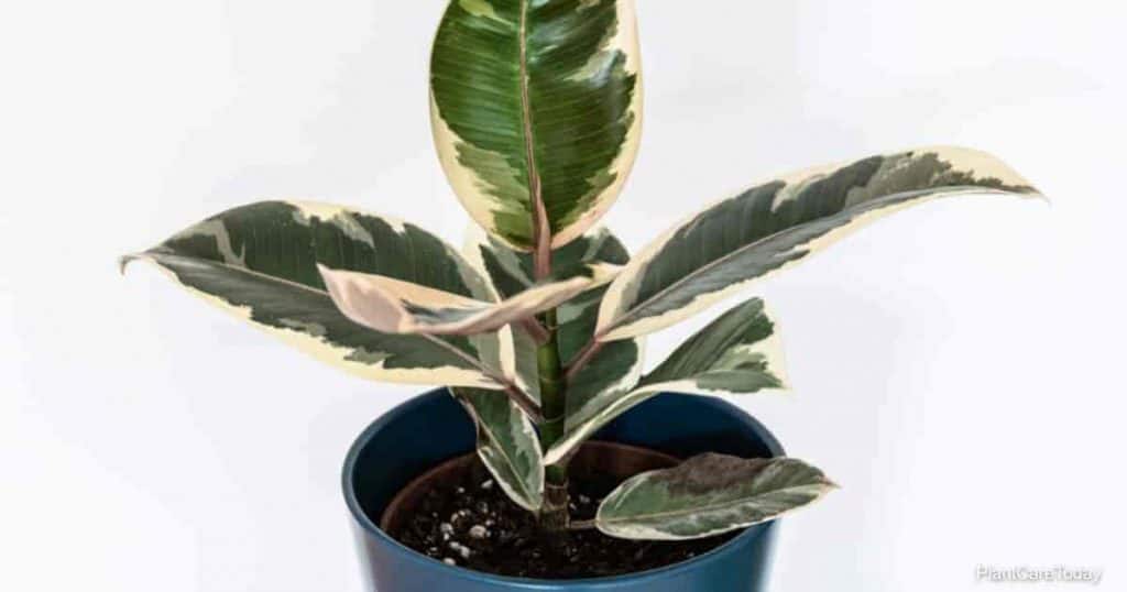 Variegated leaves of ficus elastica var. "Tineke" houseplant.