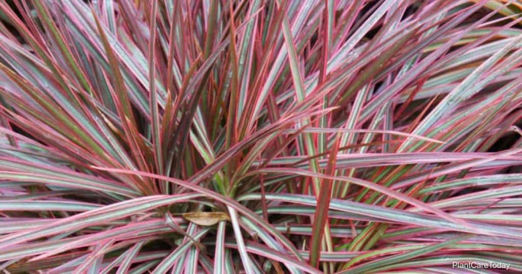 Attractive leaves of Dracaena Colorama