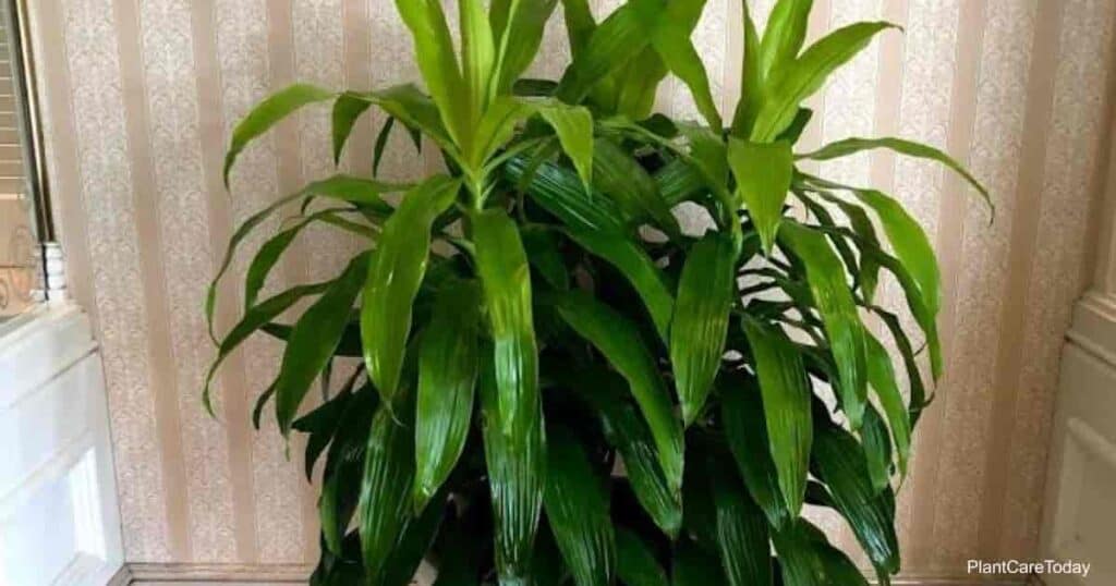 Janet Craig Dracaena need careful Fertilizer