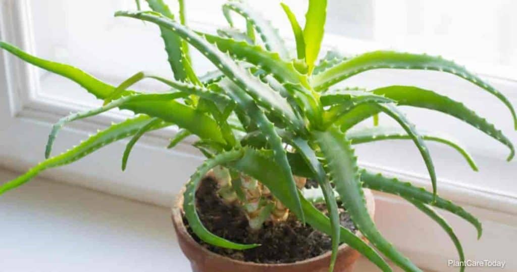 Light requirements for Aloe Plants