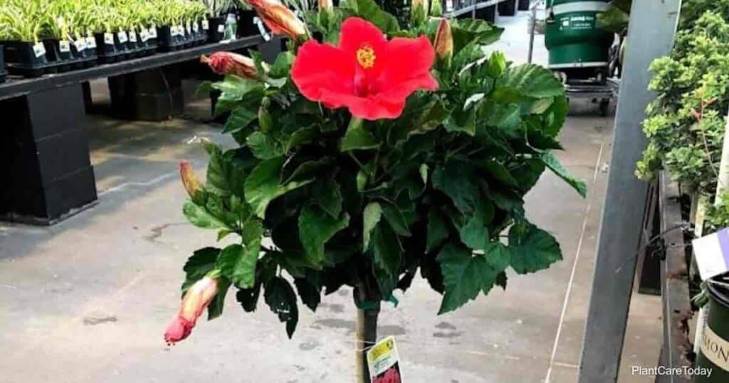 How To Grow And Care For Hibiscus In Pots 4622