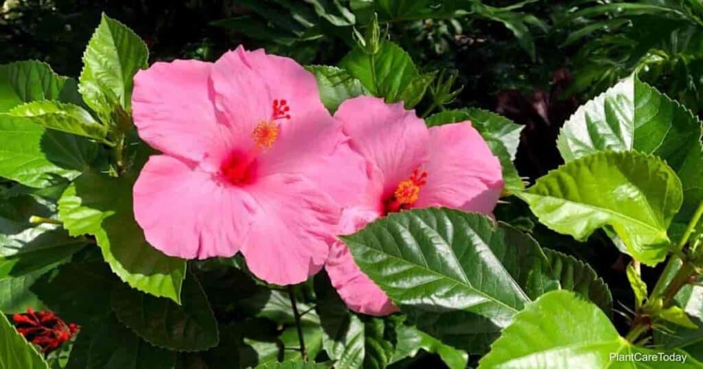 blooming Hibiscus plant