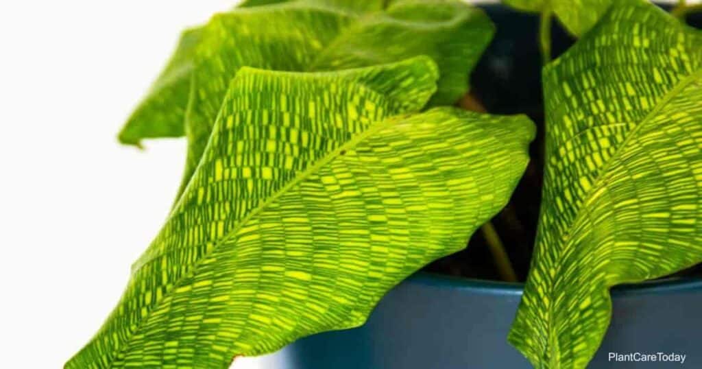 crisscross leaf patterns of Calathea Musaica