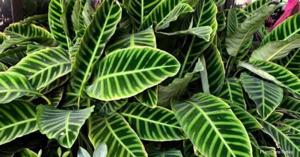 Calathea zebrina with its zebra like foliage