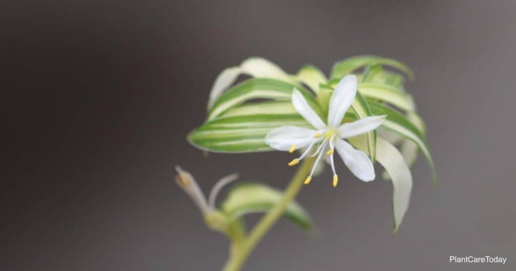 Flower of the spider plant - Chlorophytum