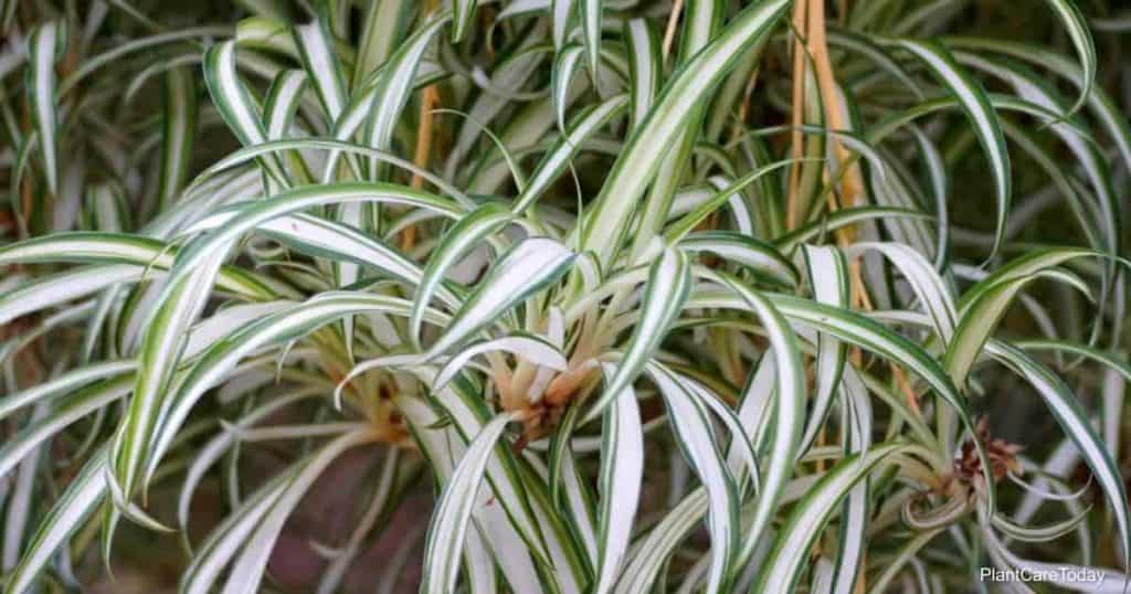 root bound spider plant