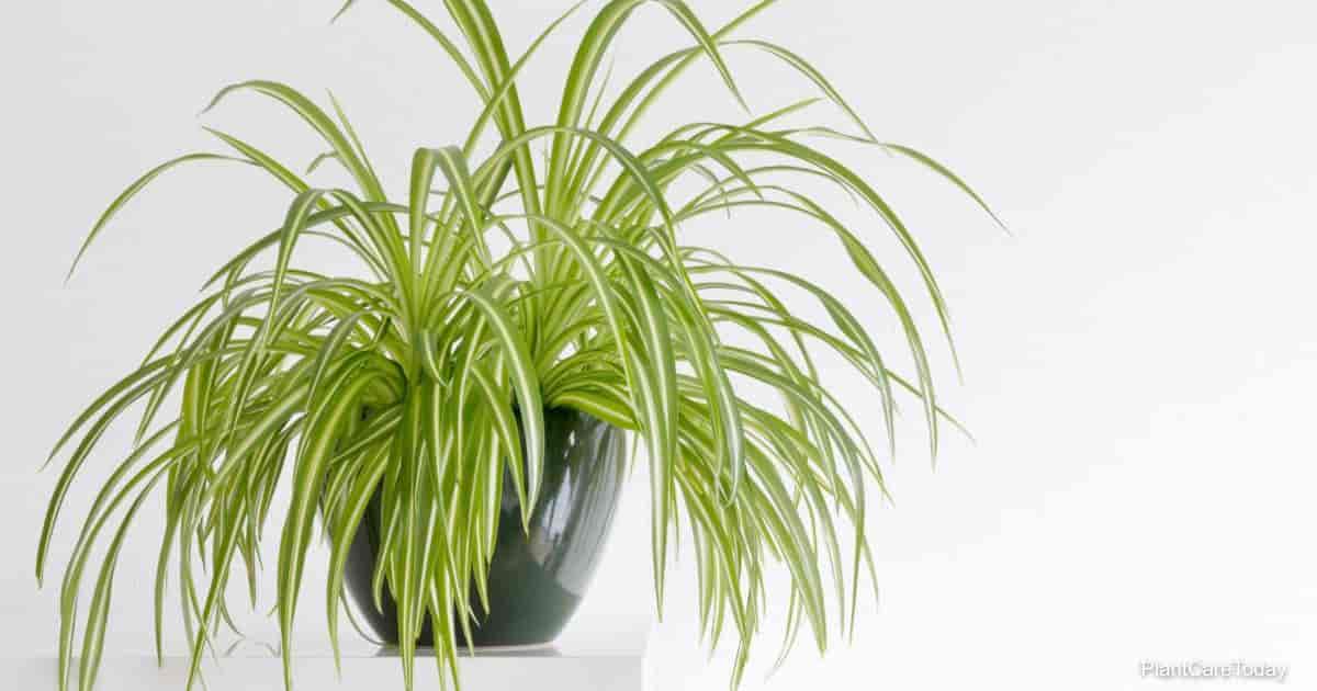 potted spider plant grows better with fertilizer