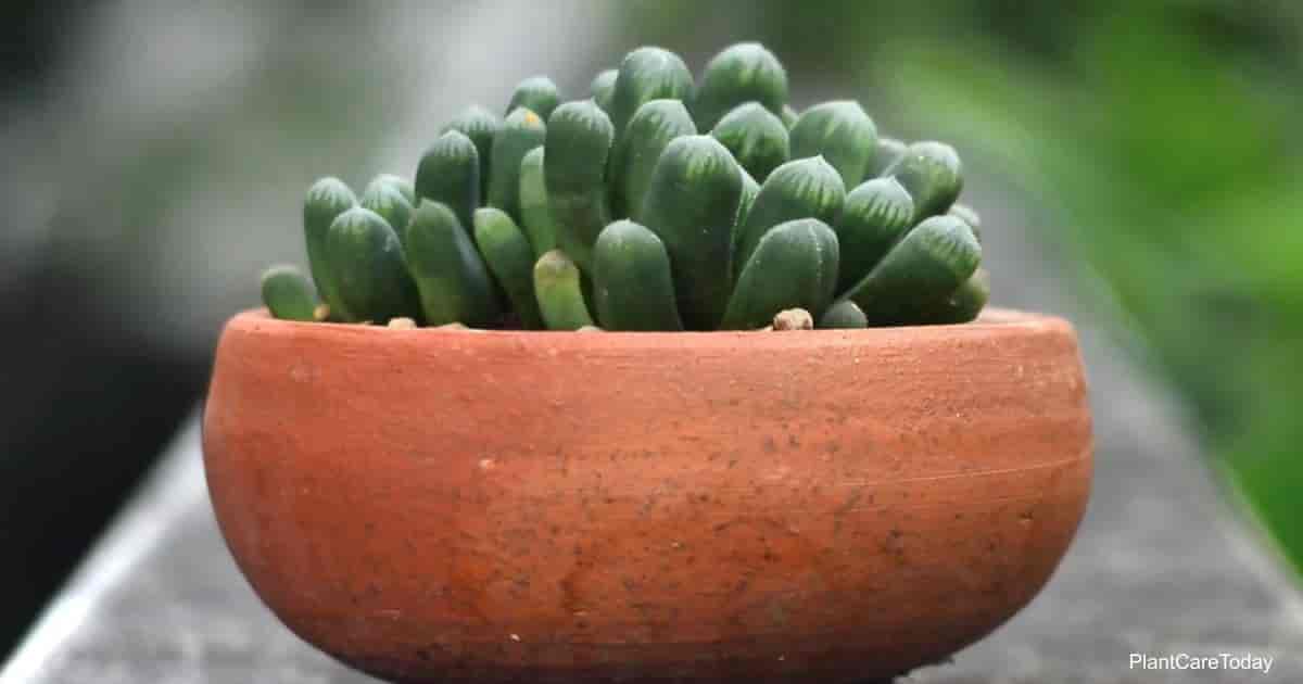 Succulent Haworthia obtusa